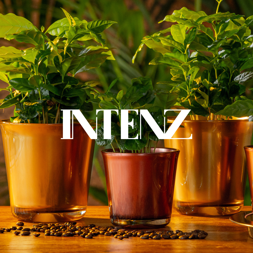 Vibrant plants from Intenz's 'Arabica' Collection, showcasing the brand's natural beauty and diversity.